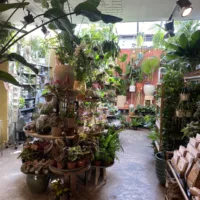 Groene Vingers